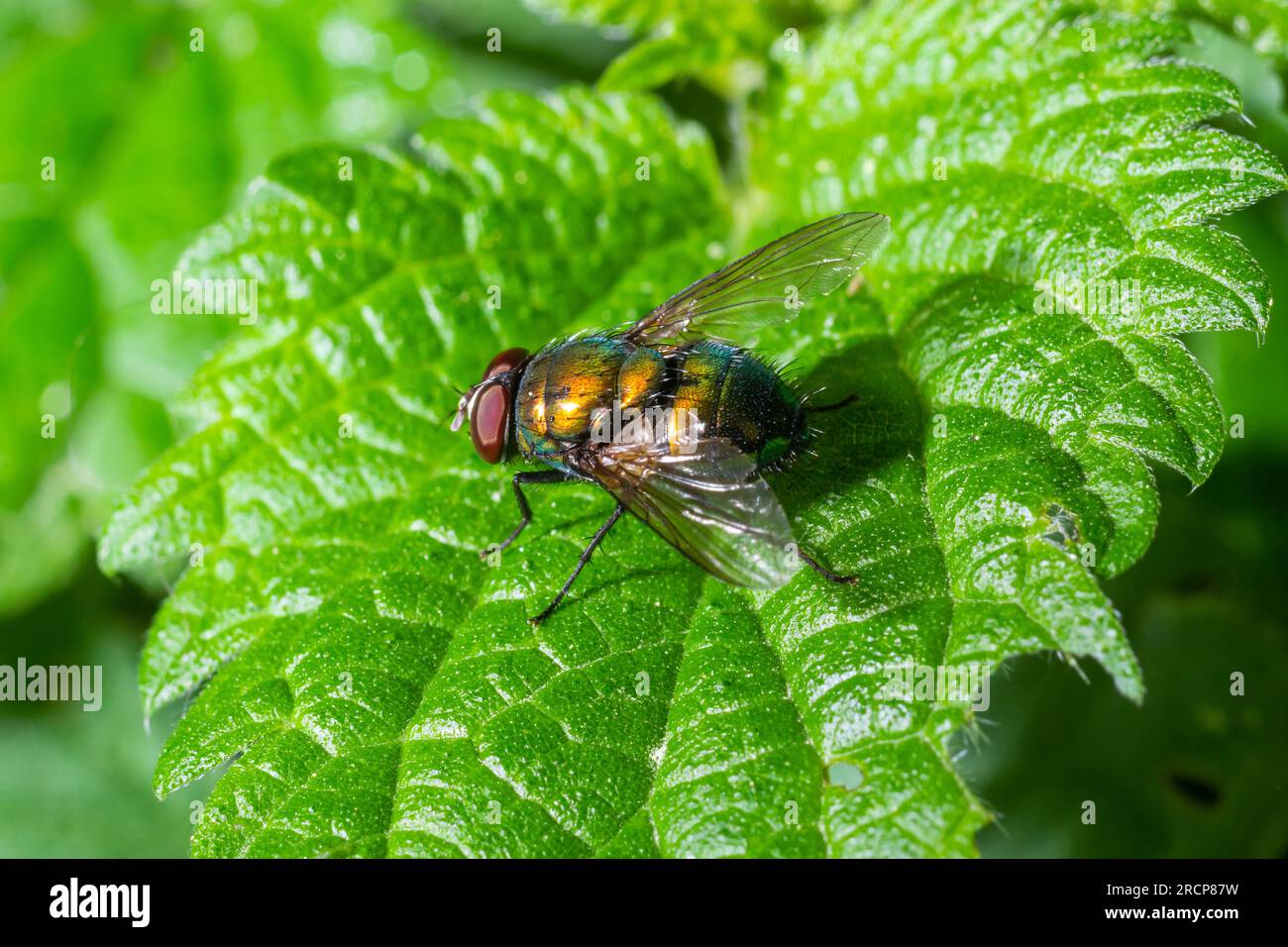 Bottiglia verde comune volare volare, Lucilia sericata su una foglia verde. Foto Stock