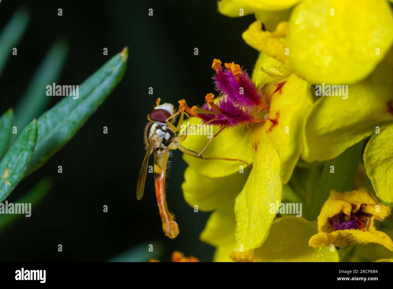 Macro di una lunga sorvola Sphaerophoria scripta della famiglia Syrphidae su un fiore giallo. Foto Stock