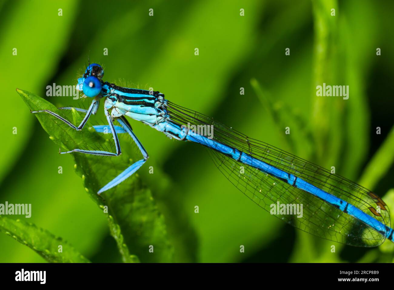Una damselfly blu piume, pennipes Platycnemis, riposante su una pianta, giorno di sole in estate. Foto Stock