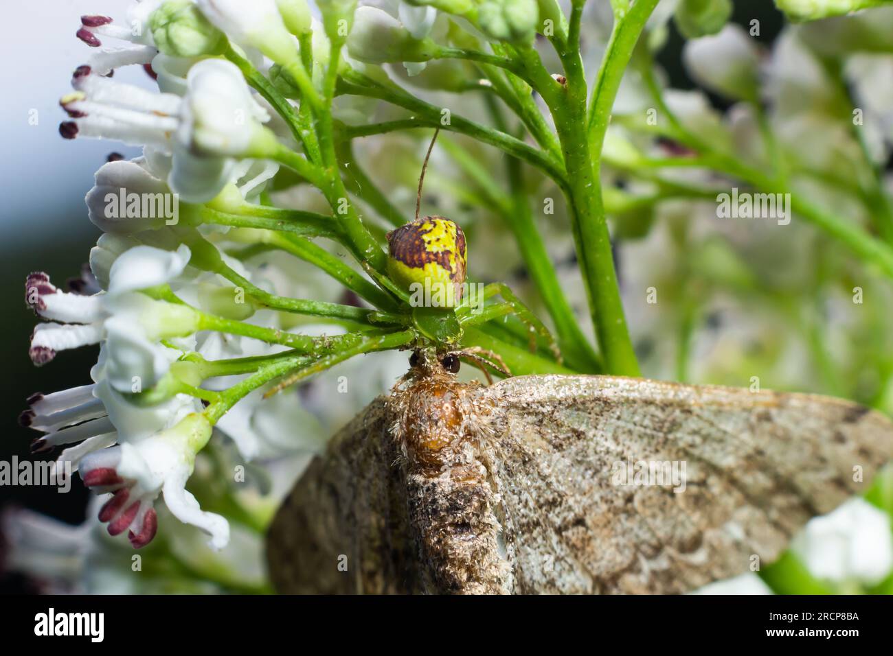 Goldenrod Crab Spider Misumena vatia su un fiore. Primo piano del ragno di granchio di fiore giallo Misumena vatia. Misumena vatia è una specie di ragno di granchio Foto Stock