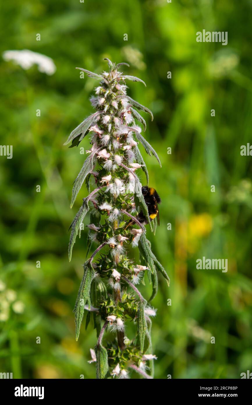 Bombus su Leonurus cardiaca pianta verde in giardino estivo. Leonurus cardiaca con fiori viola e foglie verdi. Erba madre pianta in giardino di erbe Foto Stock