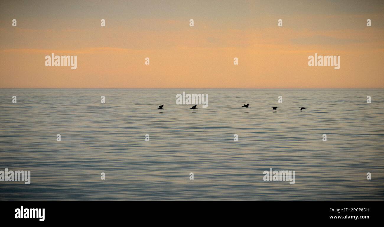 Bassi gabbiani volanti sul mare subito dopo l'alba. Foto Stock