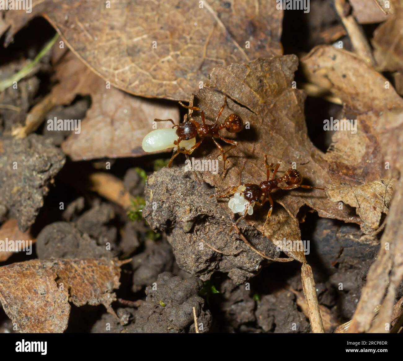 Myrmica ruginodis che trasporta la larva grande. Una formica rossa che sposta un grub in sicurezza all'interno di un nido disturbato. Foto Stock