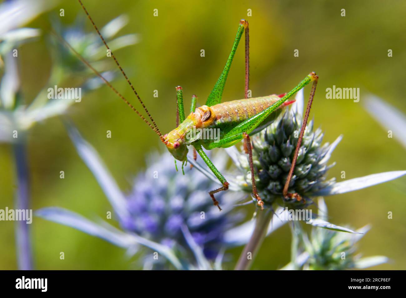 Cavalletta verde con strisce nere, verdi e bianche sulla schiena, seduta su un fiore eryngo di ametista blu - Eryngium ametystinum. primo piano Foto Stock