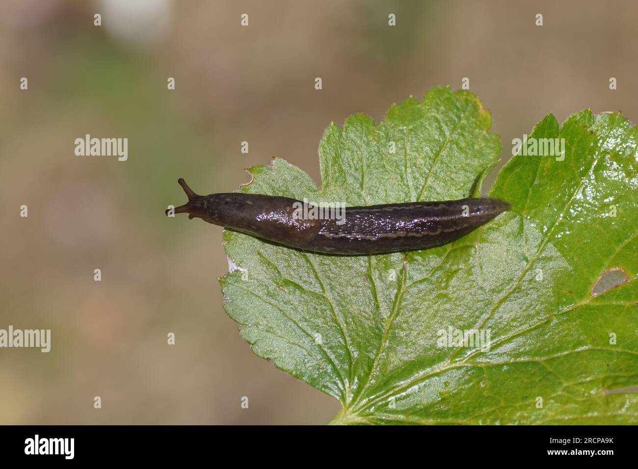 Grande lumaca grigia, lumaca leopardo (Limax maximus), famiglia Limacidae strisciante. Su foglia di ribes rosso (Ribes rubrum), estate, luglio, giardino olandese. Foto Stock