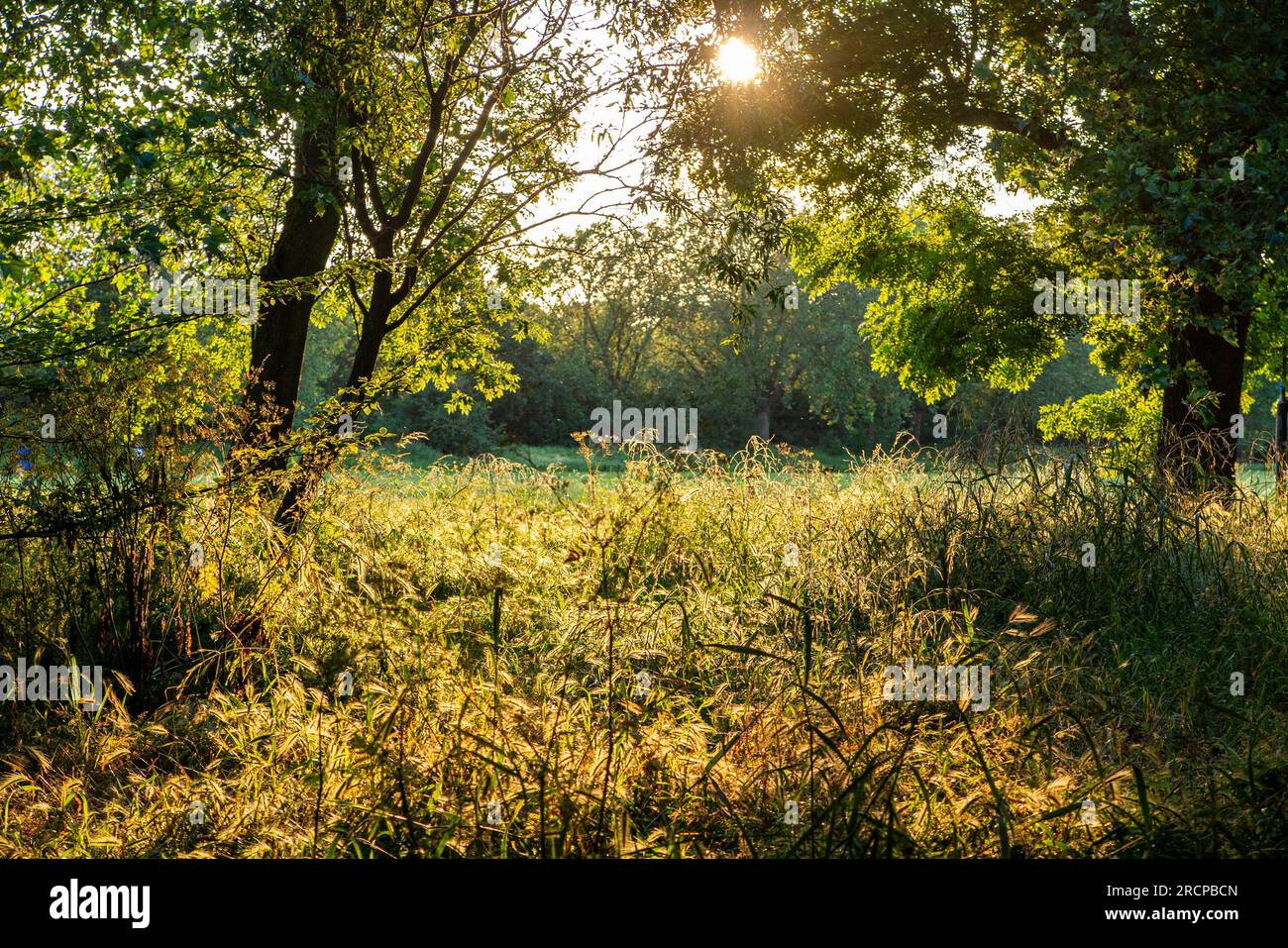 Un parco londinese lasciato crescere naturalmente, la natura recupera l'erba precedentemente manacufata Foto Stock