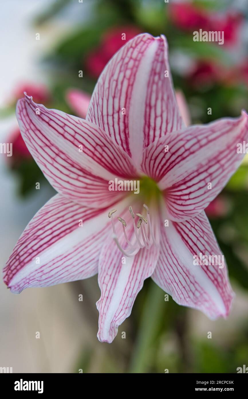 primo piano dell'amaryllis con venature a rete fiorite nel giardino di casa, Mahe Seychelles Foto Stock