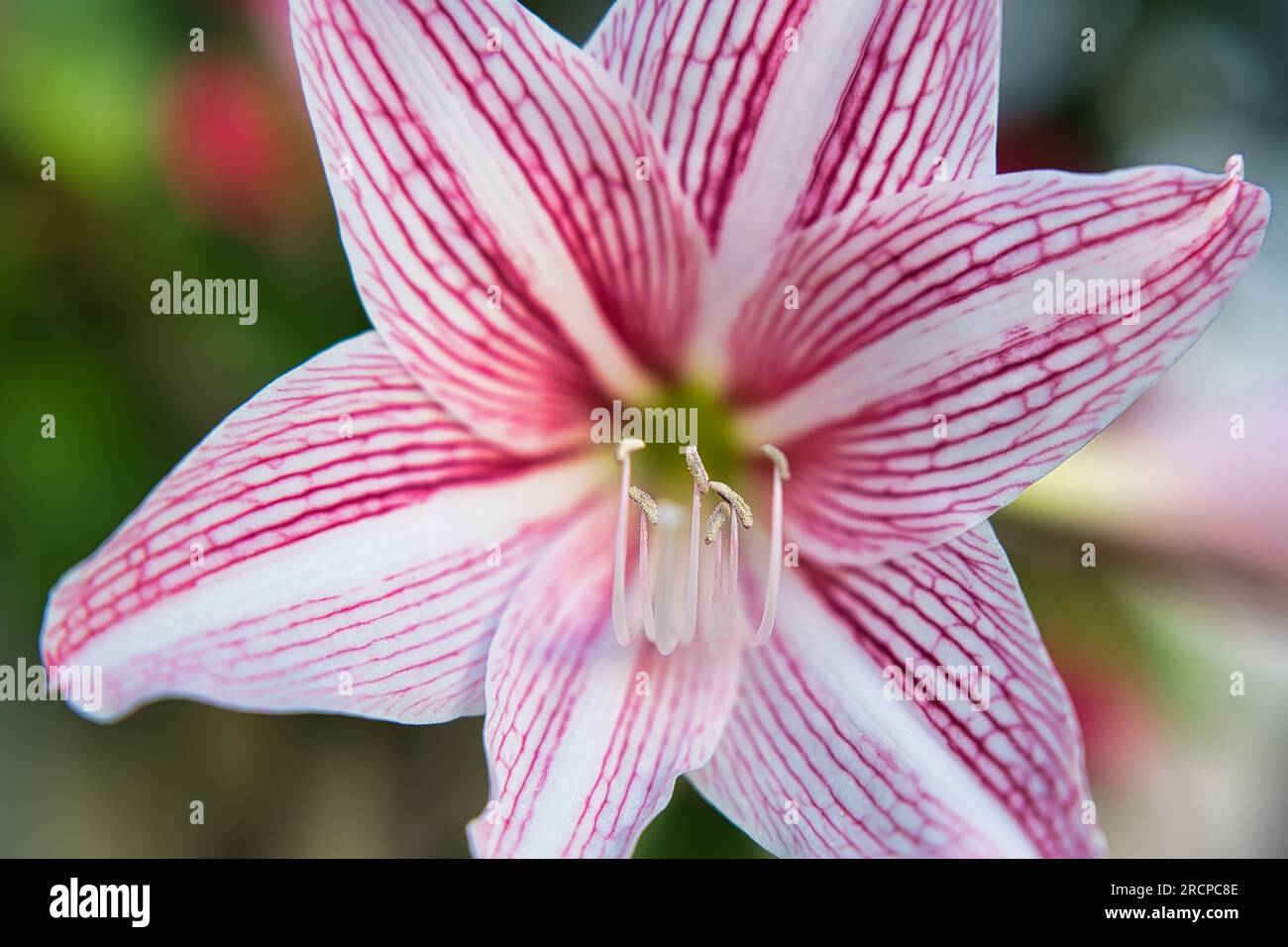 primo piano dell'amaryllis con venature a rete fiorite nel giardino di casa, Mahe Seychelles Foto Stock