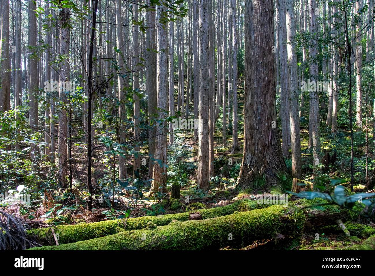 Immagini che riempiono di immagini la fitta foresta lungo il sentiero pedonale o il sentiero di pellegrinaggio di Kumano Kodo, Giappone e sito patrimonio dell'umanità dell'UNESCO con lunghi e sottili alberi e muschi covere Foto Stock