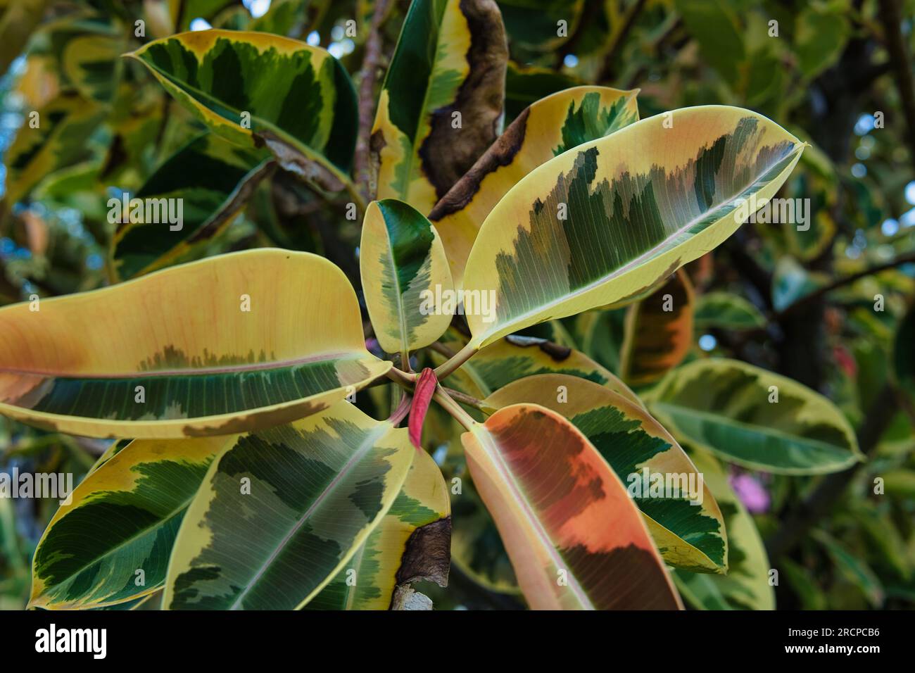 Primo piano del ficus lascia lo stabilimento nella città di victoria, Mahe Seychelles Foto Stock