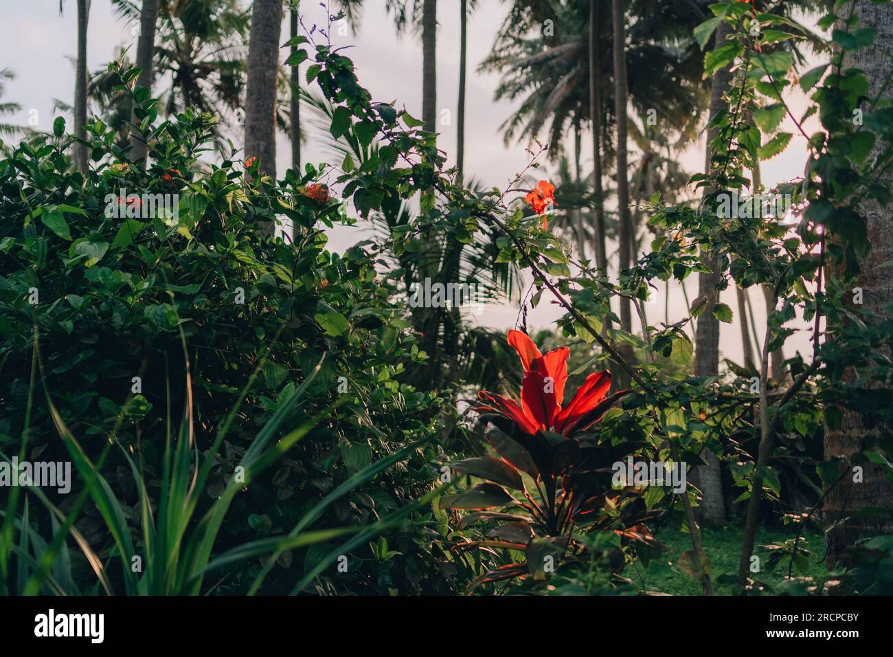 Foto ravvicinata di fiori rossi tropicali con sfondo naturale verde giungla. Vegetazione esotica e flora botanica Foto Stock