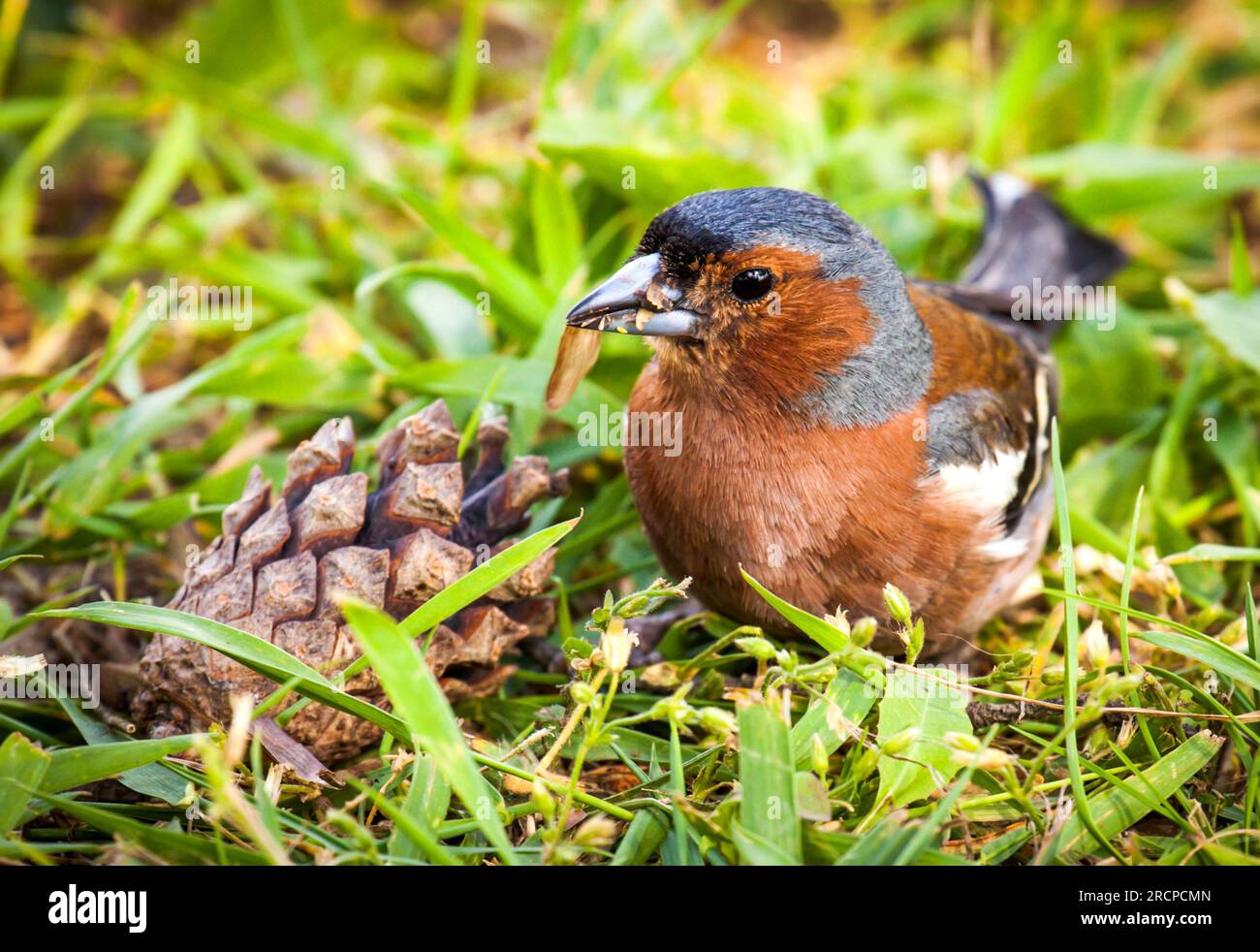 Un pizzico comune che mangia un cono Foto Stock