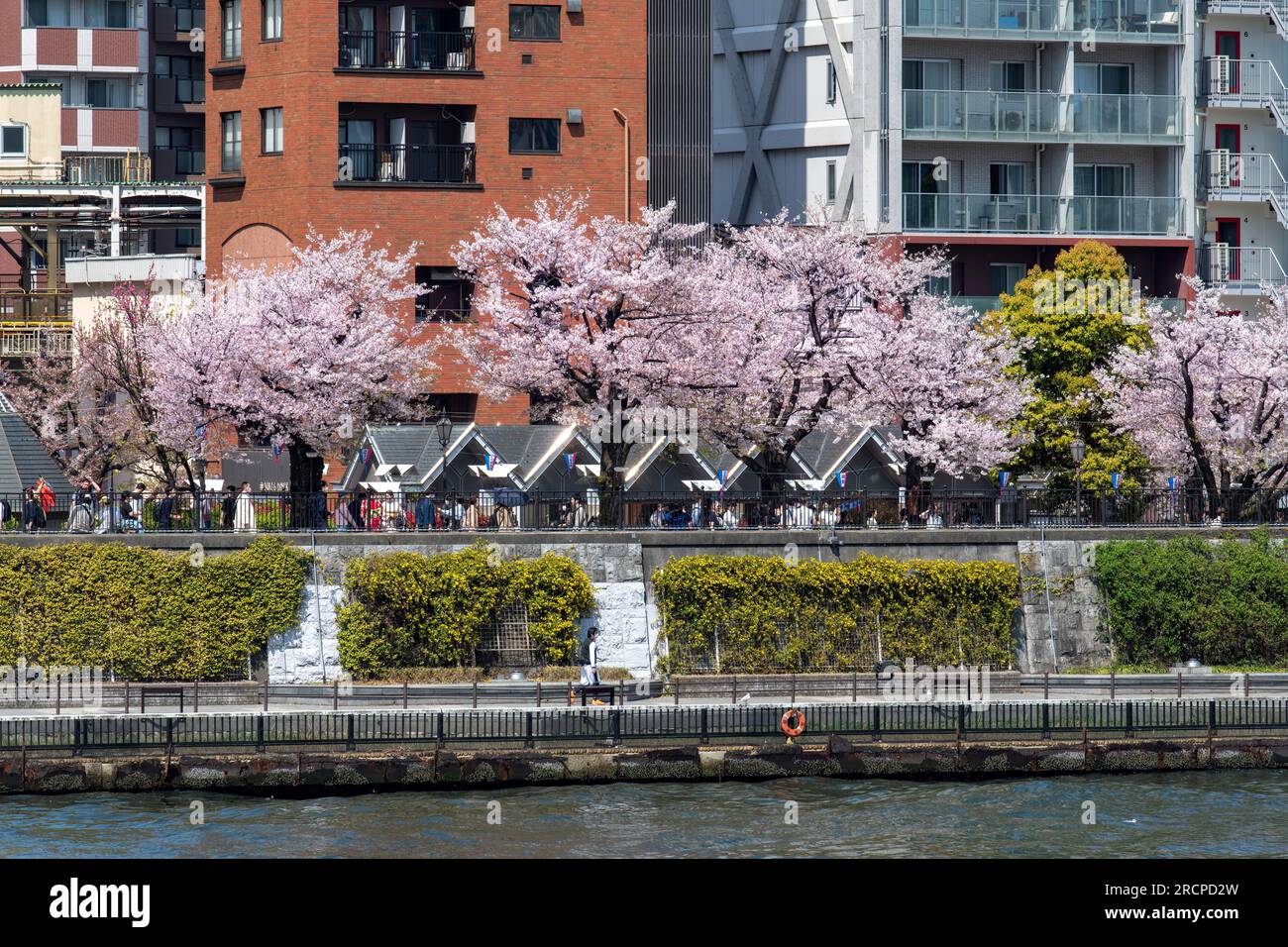 Tokyo, Giappone-aprile 2023; Vista verso il Parco Sumida con fiori di ciliegio rosa e bianco o Sakura su un ramo di ciliegi giapponesi nel ward di Sumida W. Foto Stock