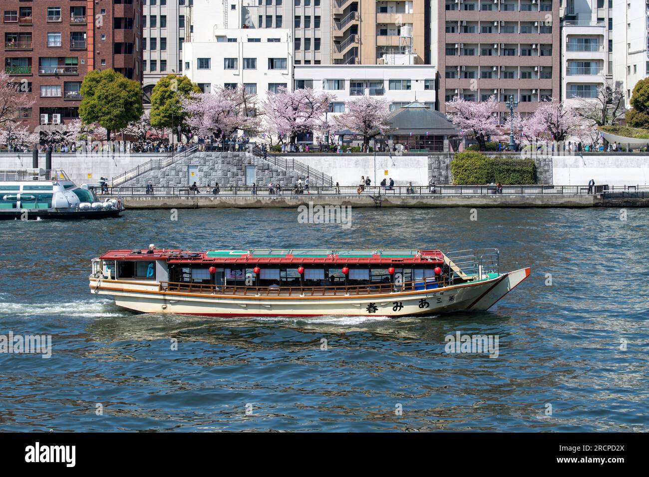 Tokyo, Giappone-aprile 2023; Vista verso il Parco Sumida con fiori di ciliegio rosa e bianco o Sakura su un ramo di ciliegi giapponesi nel ward di Sumida W. Foto Stock