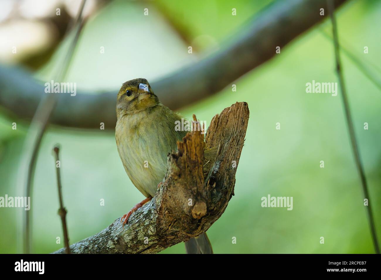 Uccello fody delle Seychelles sul vecchio ramo, Mahe Seychelles Foto Stock