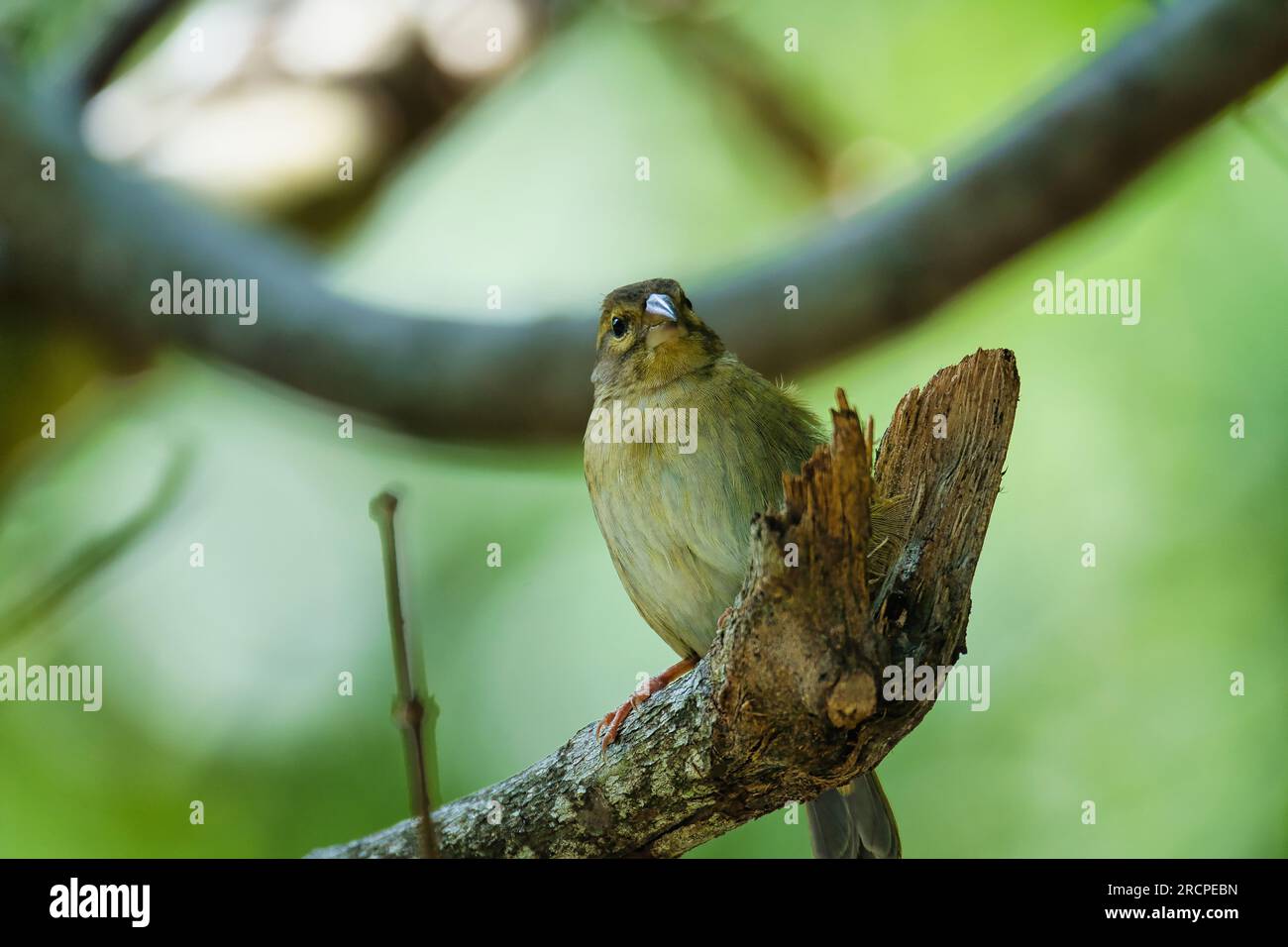 Uccello fody delle Seychelles sul vecchio ramo, Mahe Seychelles Foto Stock