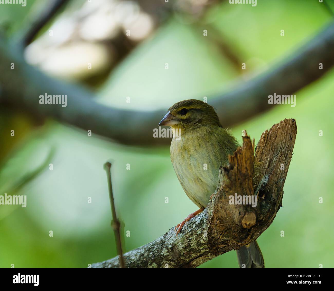 Uccello fody delle Seychelles sul vecchio ramo, Mahe Seychelles Foto Stock
