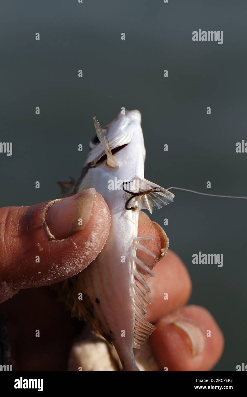 Una vita da pescatore a Beirut in Libano Foto Stock