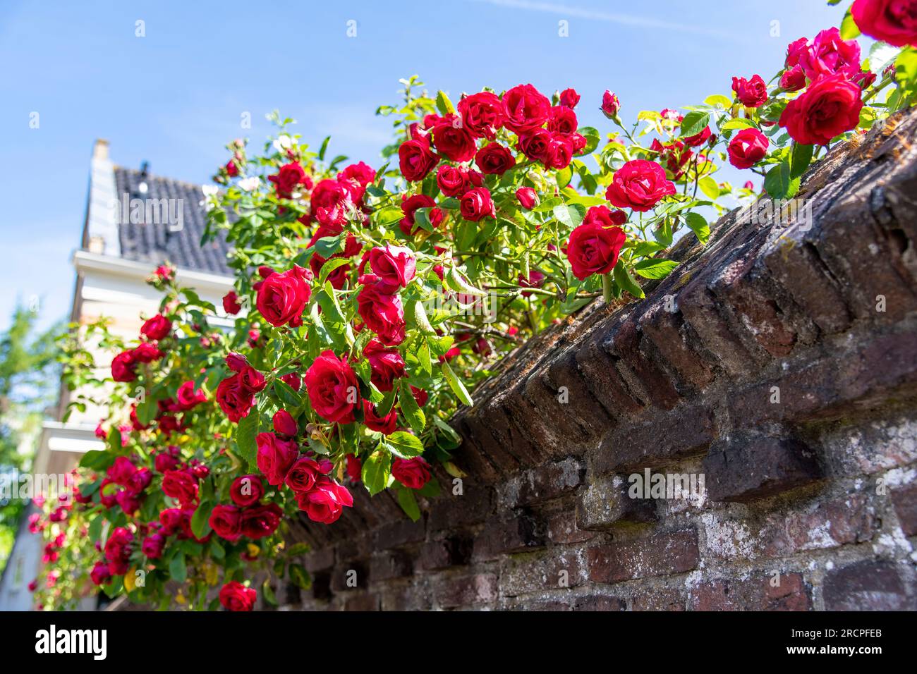Primo piano di un vecchio muro di mattoni interni della città, ricoperto in cima con rose rosse che si arrampicano a fuoco Foto Stock