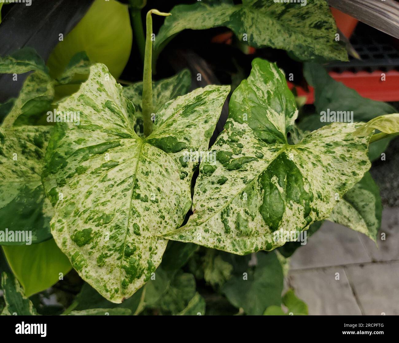 Le bellissime foglie verdi e bianche macchiate di Syngonium Mojito Foto Stock