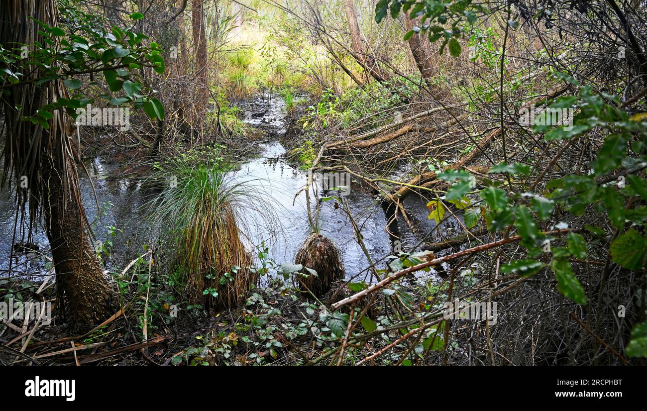 Dense Native Bush, tra cui Cabbage Trees e Ferns intorno allo Styx Mill Stream, Christchurch, nuova Zelanda Foto Stock