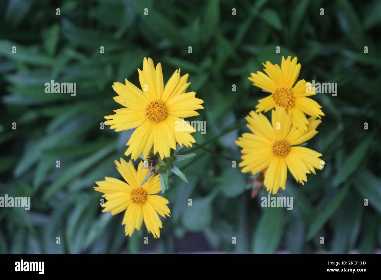 Fiori da Giardino Foto Stock