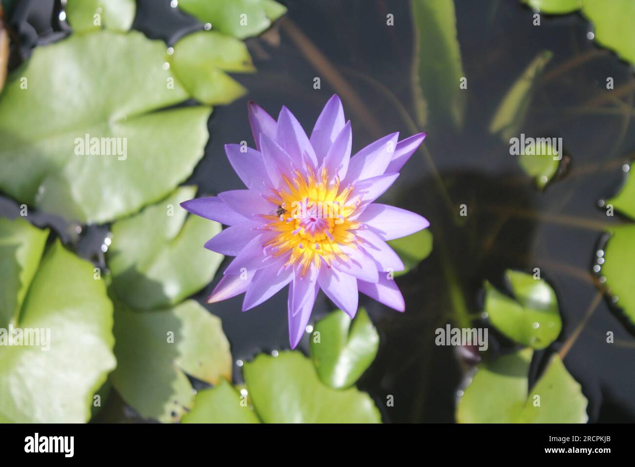 Fiori da Giardino Foto Stock