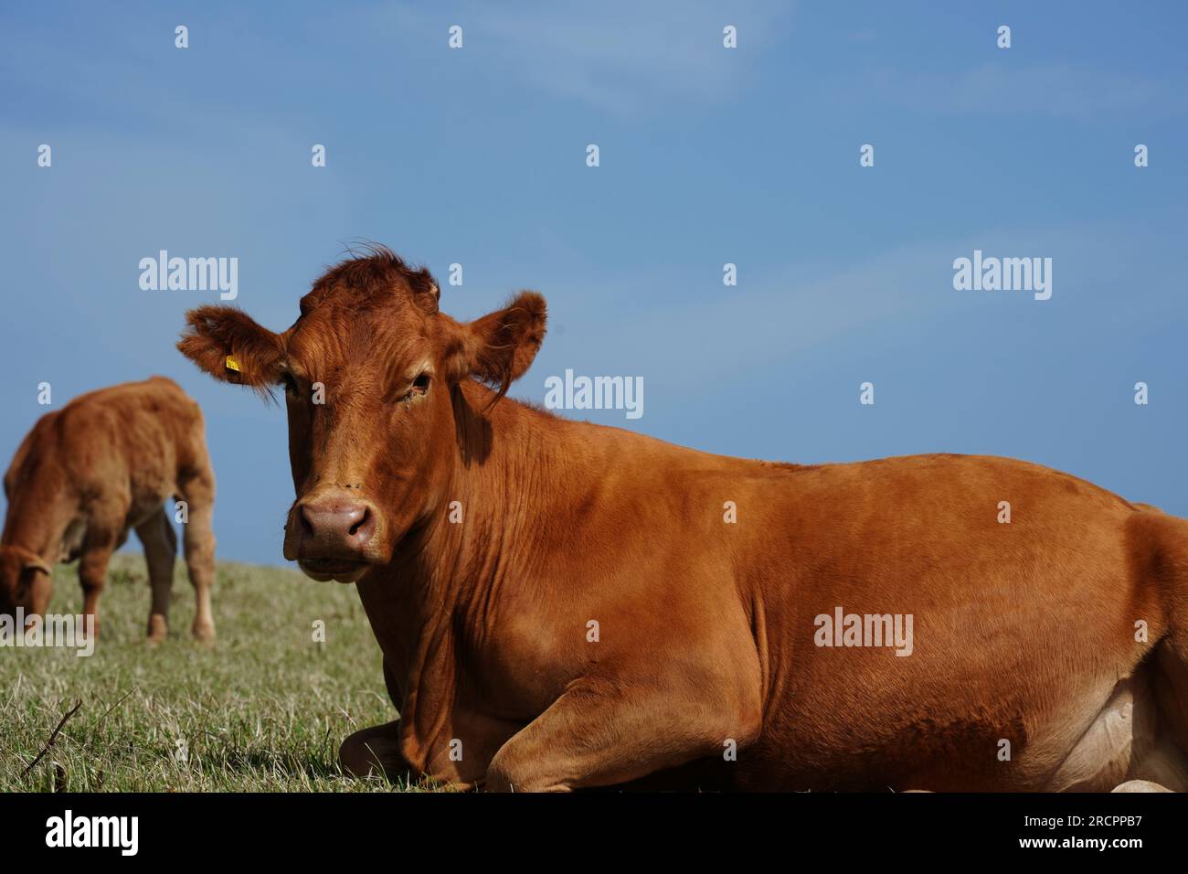 Bovini da carne rossa, mucca Angus nel South Devon Pasture, vicino a gara Rock, Regno Unito Foto Stock