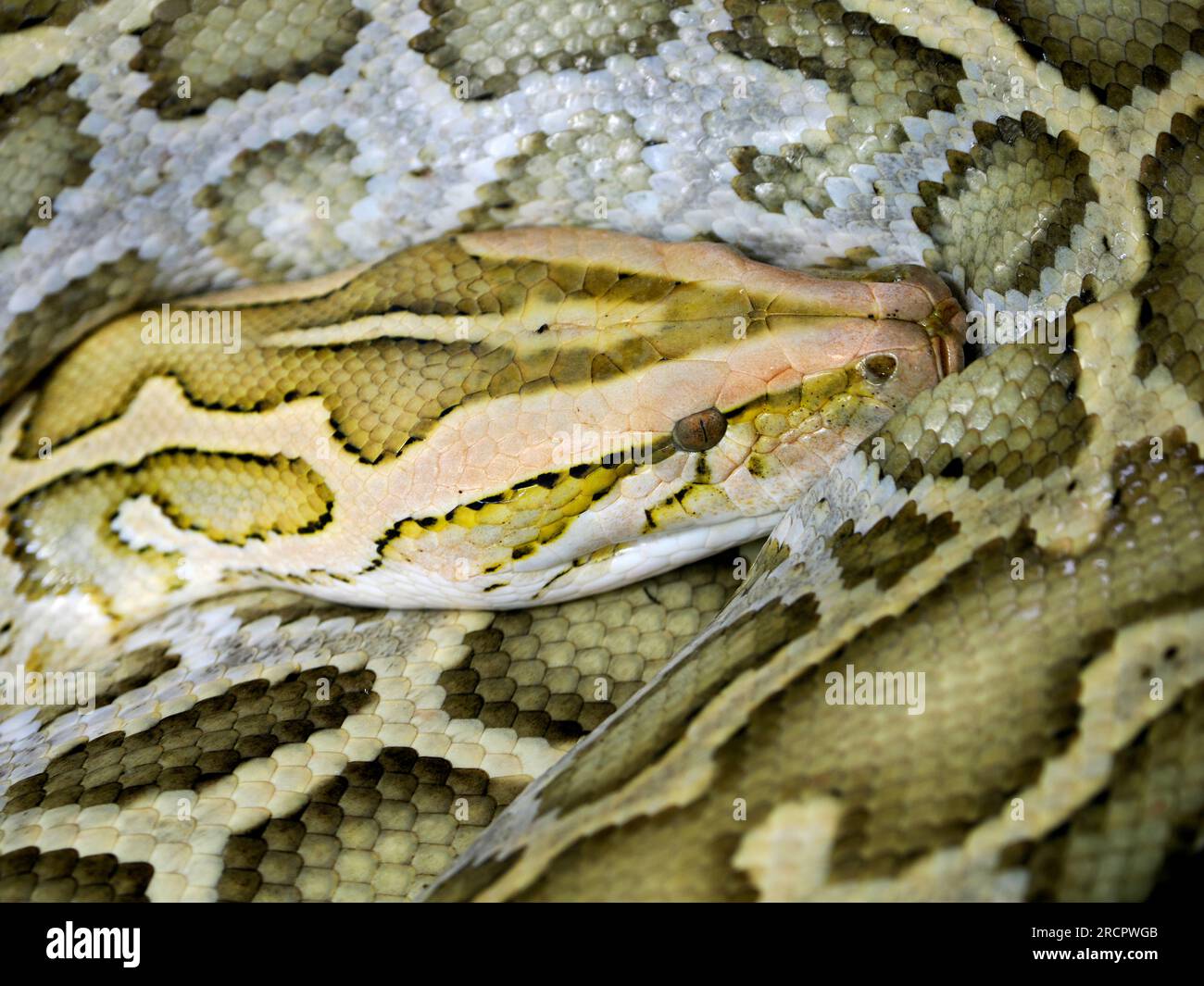 Primo piano del pitone indiano (Python molurus) visto dall'alto Foto Stock