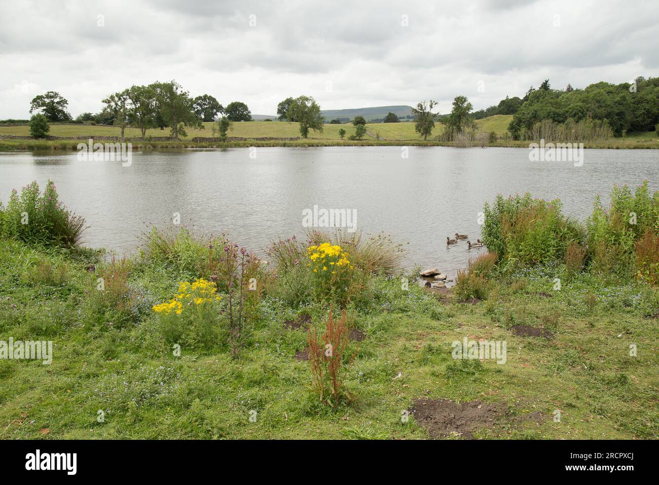 Pinker's Pond Middleham Low Moor Yorkshire Dales Foto Stock