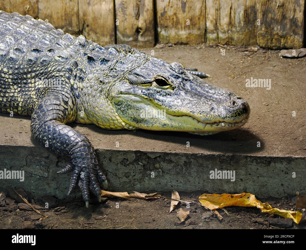 Primo piano di un alligatore americano (Alligator mississippiensis) che mostra i suoi denti Foto Stock