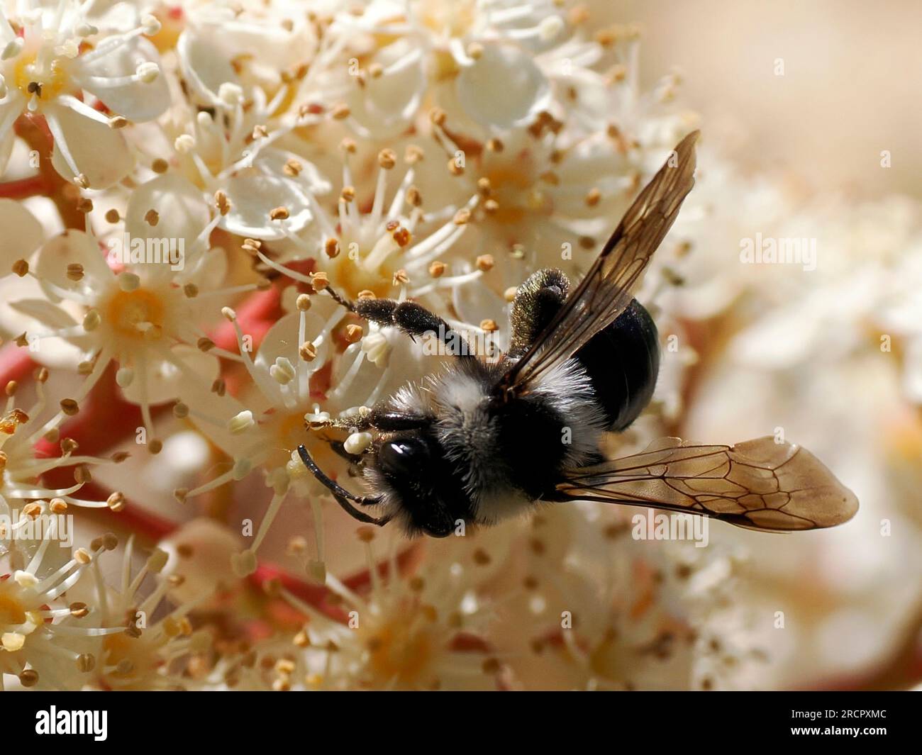 Macro di ape mineraria di Ashy (Andrena cineraria) foraggiando fiori di fotinia Foto Stock