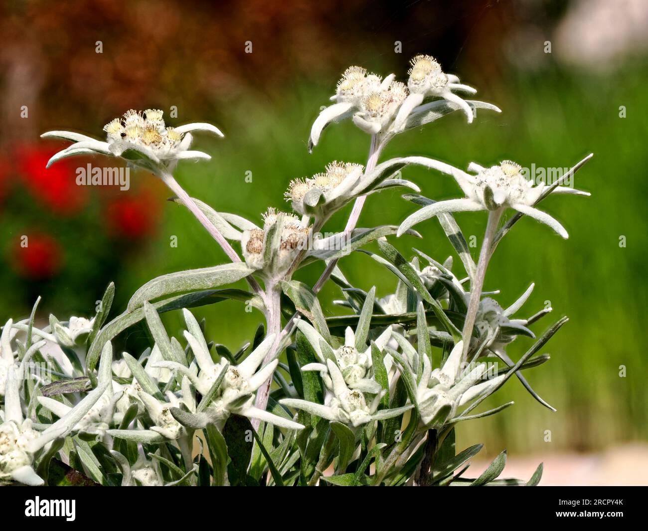 Quattro fiori edelweiss (Leontopodium alpinum) nelle Alpi francesi a La Plagne, dipartimento della Savoia. Foto Stock