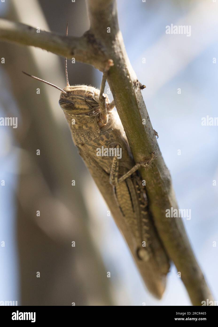 Cavalletta egiziana (Anacridium aegyptium) seduta su un gambo di albero. Foto Stock