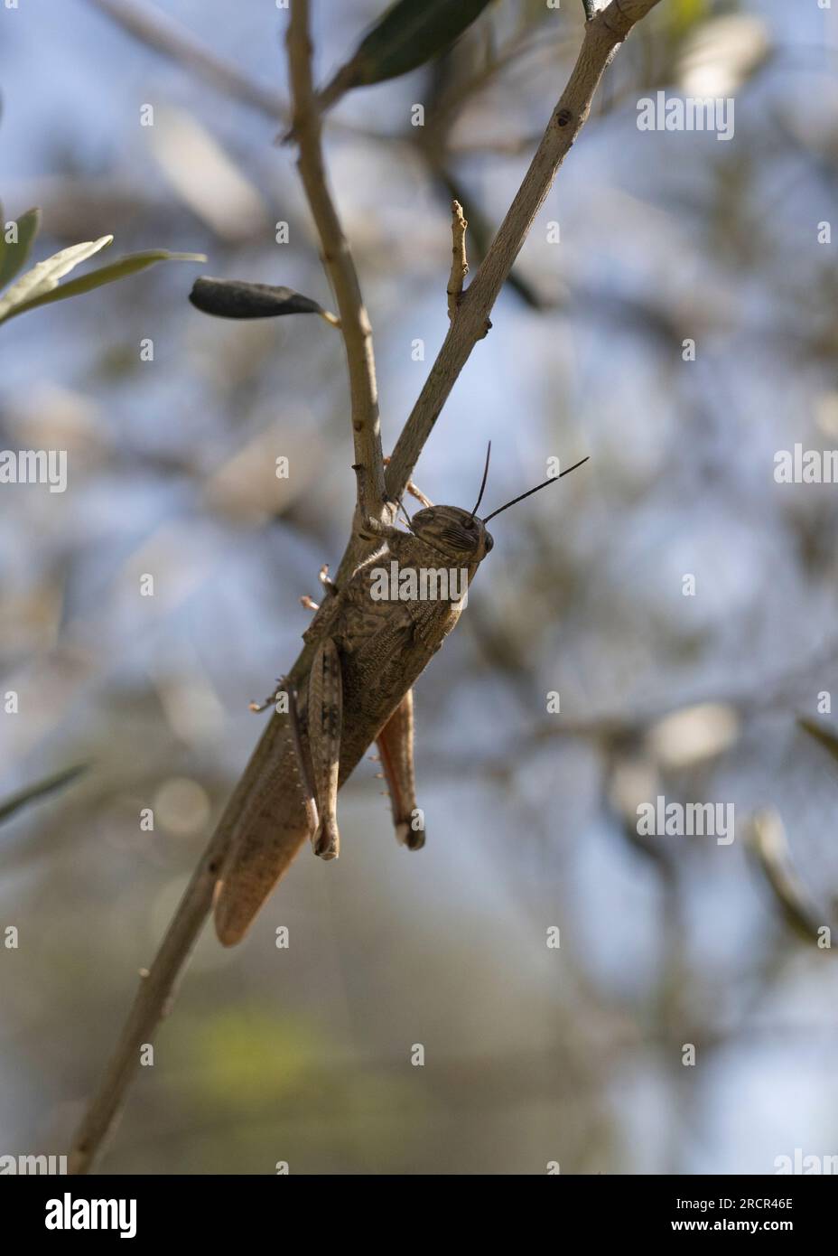 Cavalletta egiziana (Anacridium aegyptium) seduta su un gambo di albero. Foto Stock