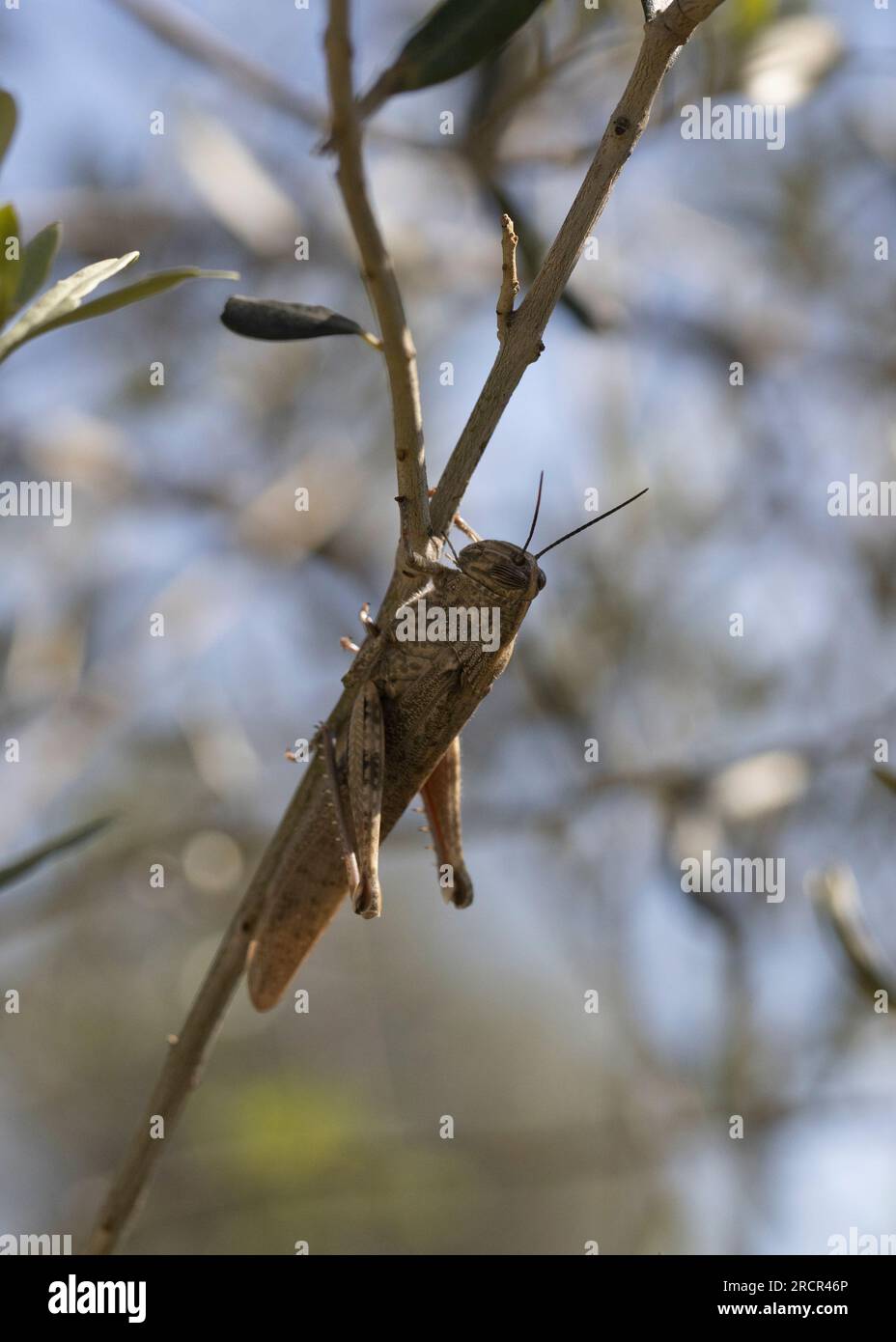 Cavalletta egiziana (Anacridium aegyptium) seduta su un gambo di albero. Foto Stock