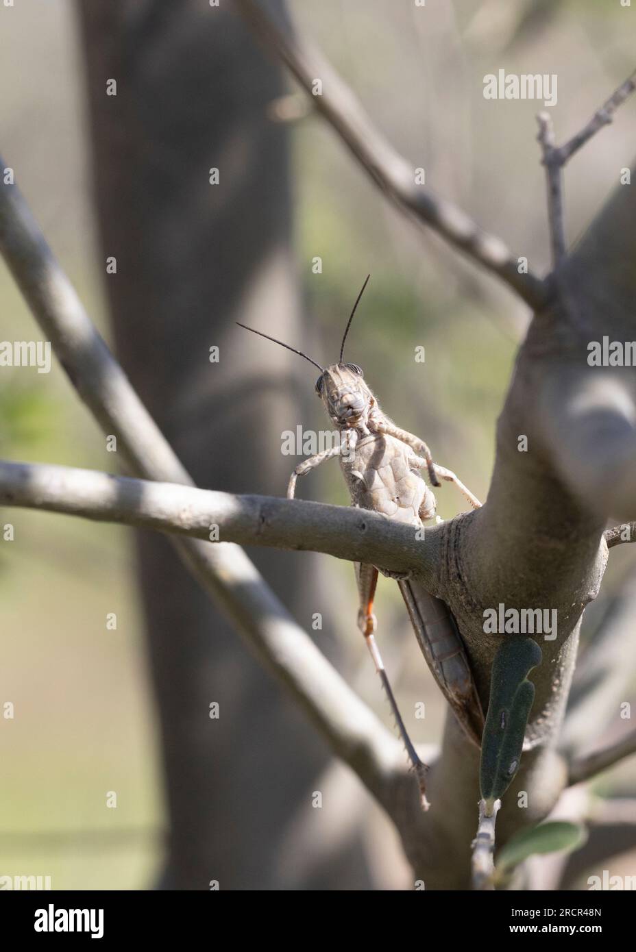 Cavalletta egiziana (Anacridium aegyptium) seduta su un gambo di albero. Foto Stock