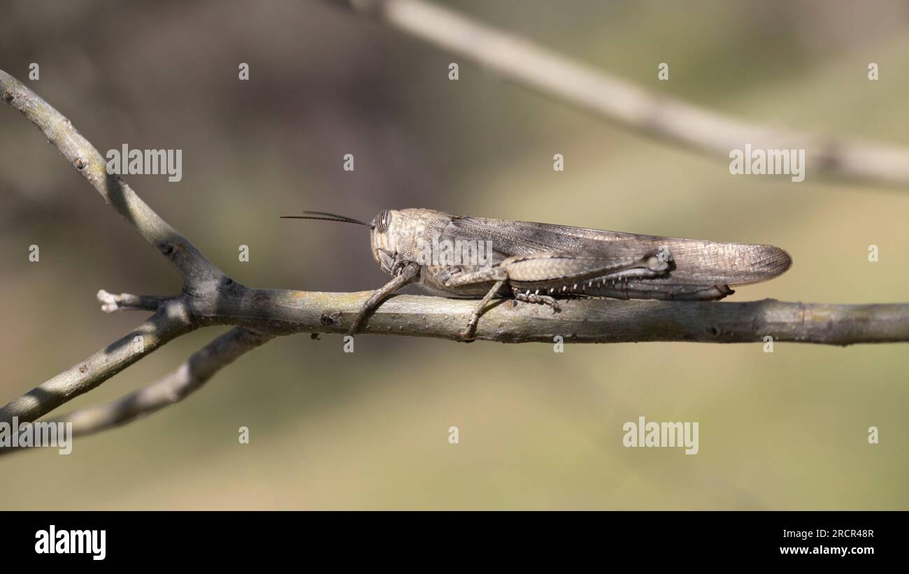 Cavalletta egiziana (Anacridium aegyptium) seduta su un gambo di albero. Foto Stock