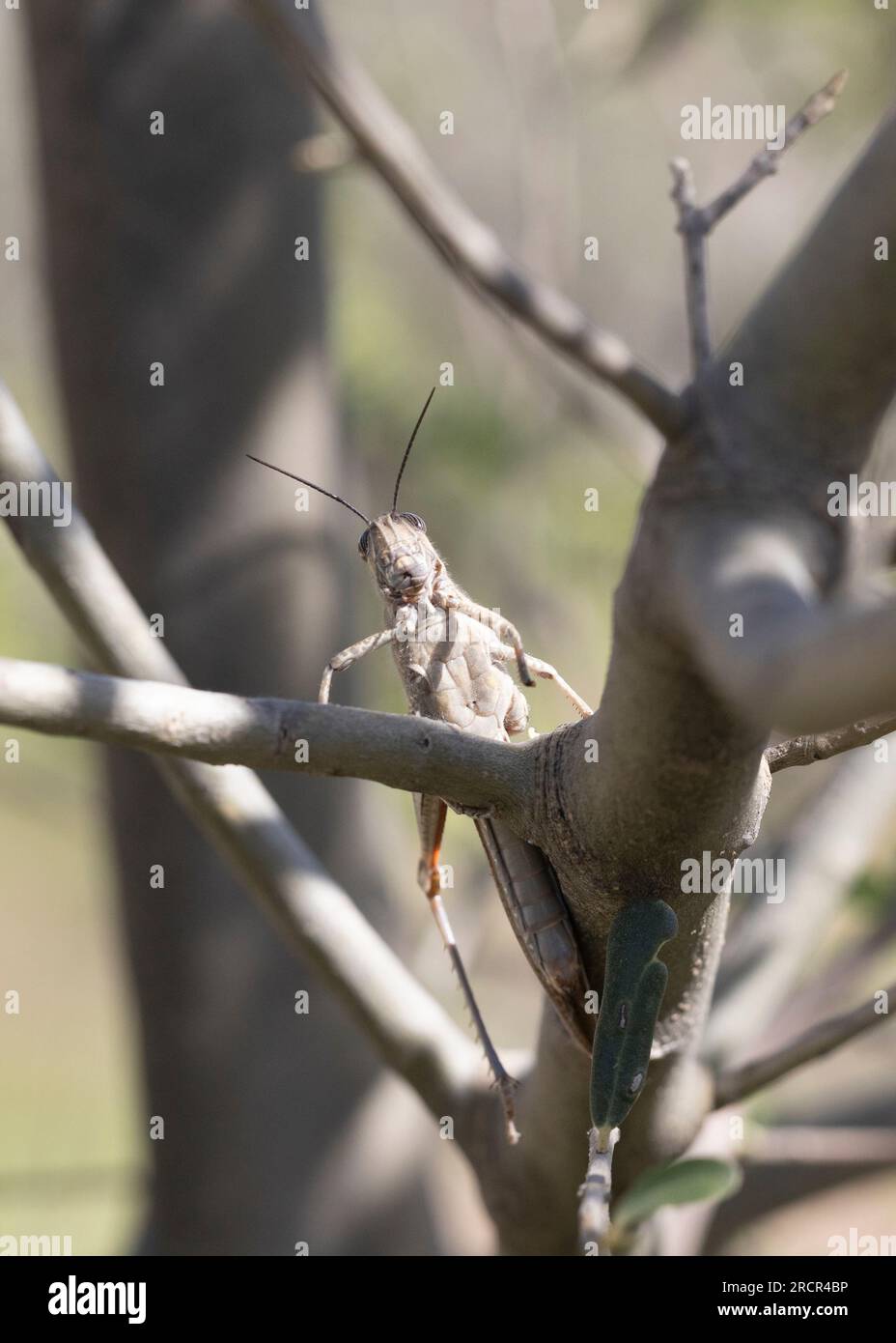 Cavalletta egiziana (Anacridium aegyptium) seduta su un gambo di albero. Foto Stock