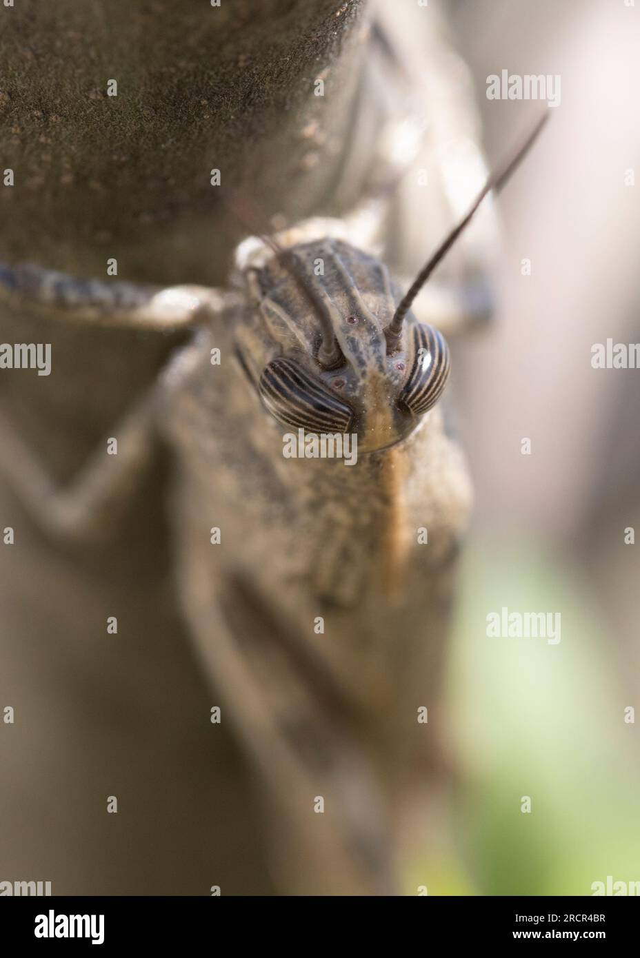 Cavalletta egiziana (Anacridium aegyptium) seduta su un gambo di albero. Foto Stock