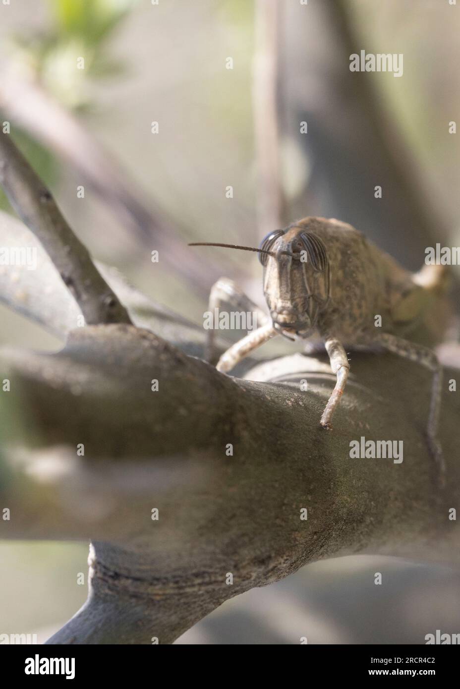 Cavalletta egiziana (Anacridium aegyptium) seduta su un gambo di albero. Foto Stock