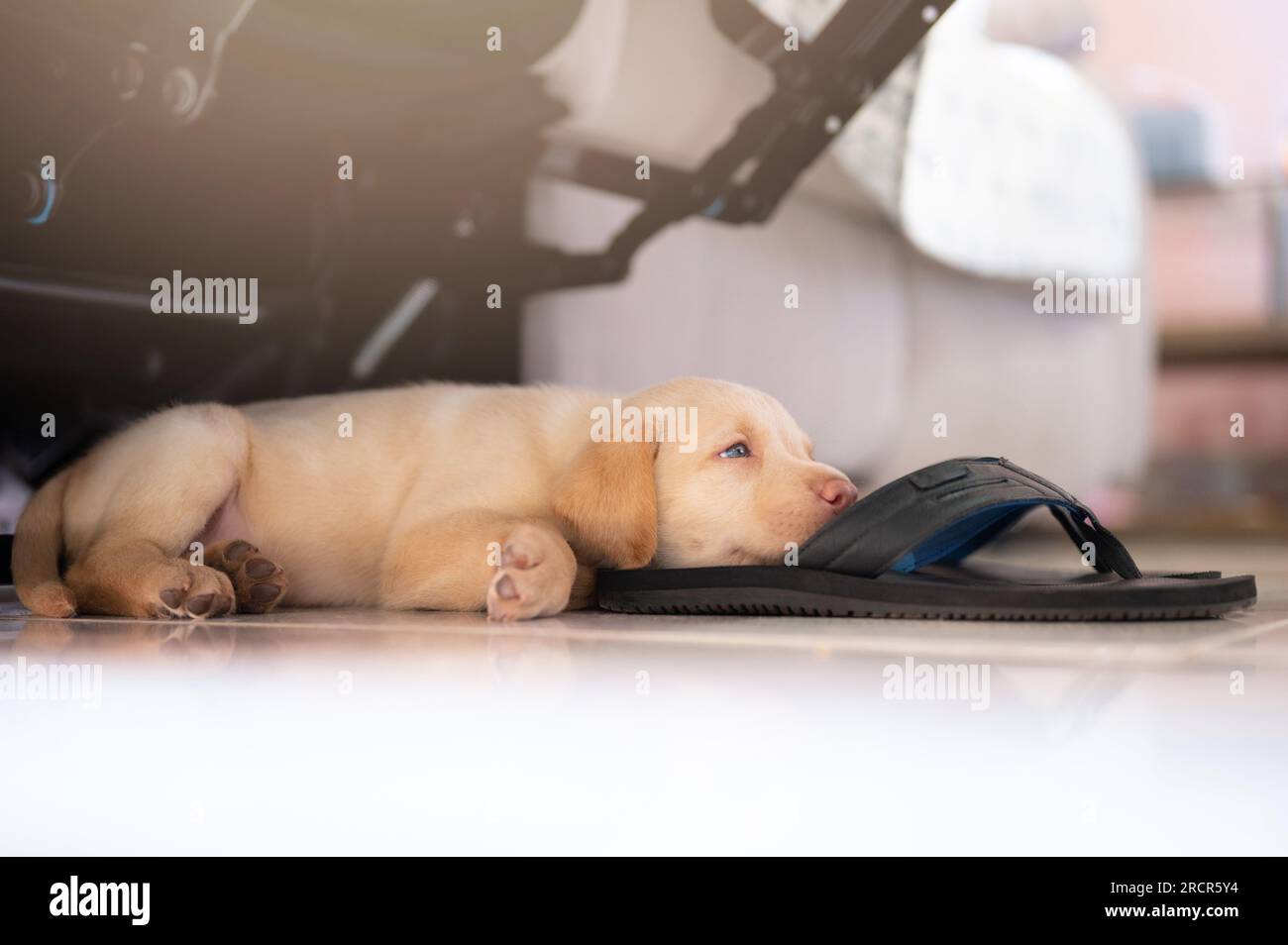 Cucciolo di labrador adagiato sulle pantofole nel soggiorno della casa Foto Stock