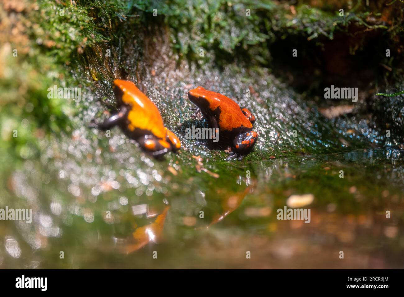 Rane velenose colorate nella foresta pluviale Foto Stock