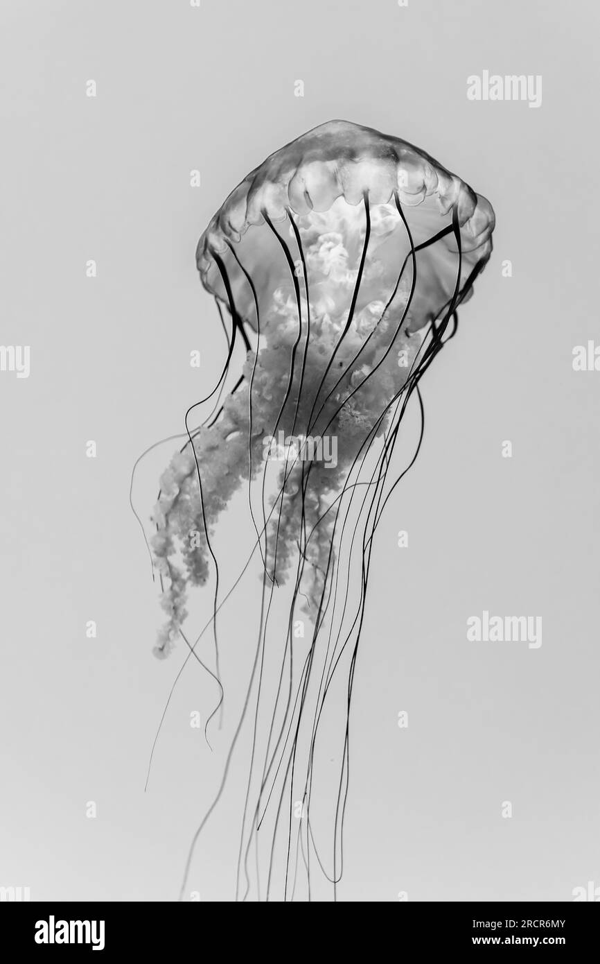 Atlantic Bay Nettle Jellyfish in bianco e nero Foto Stock