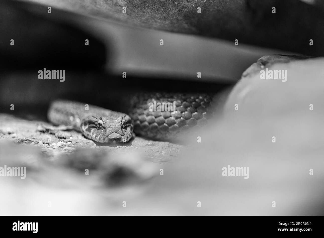 Un serpente che aspetta la sua preda in bianco e nero Foto Stock