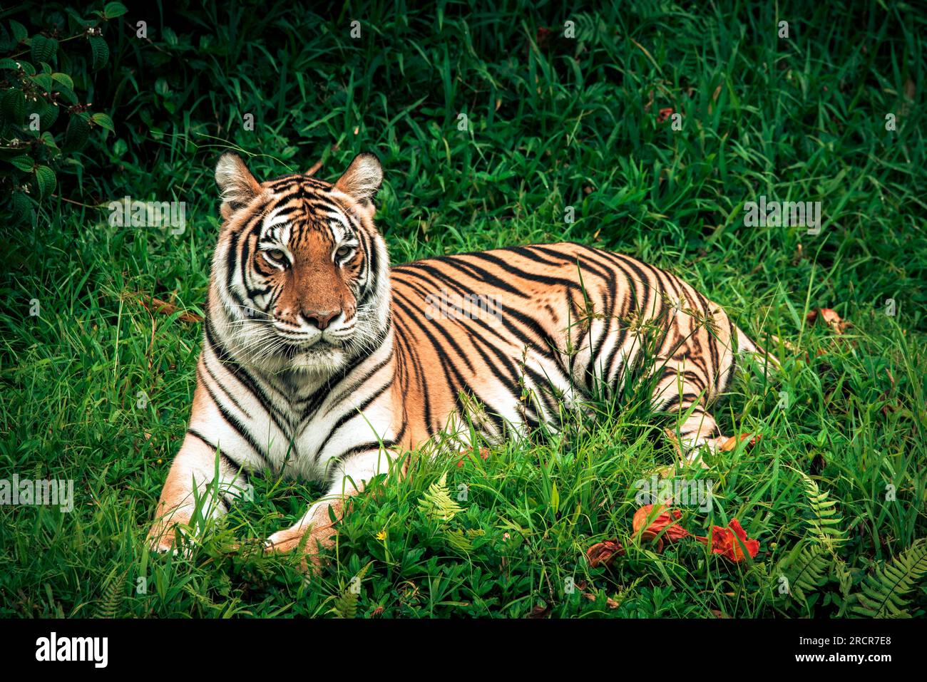 Tigre che riposa nell'erba Foto Stock
