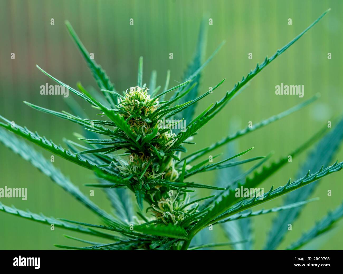 primo piano della foglia di marijuana in giardino Foto Stock