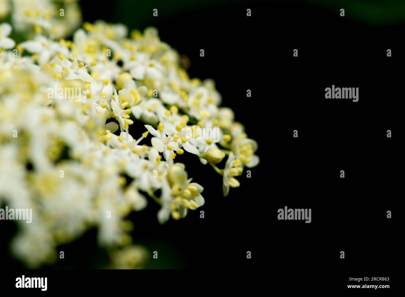 Fiori di sambuco Foto Stock