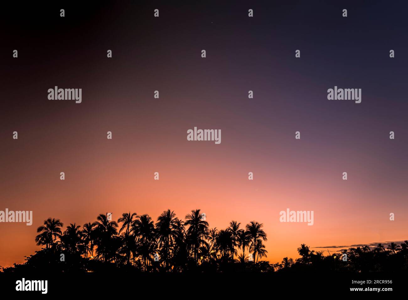 L'ombra delle palme e il cielo del tramonto Foto Stock