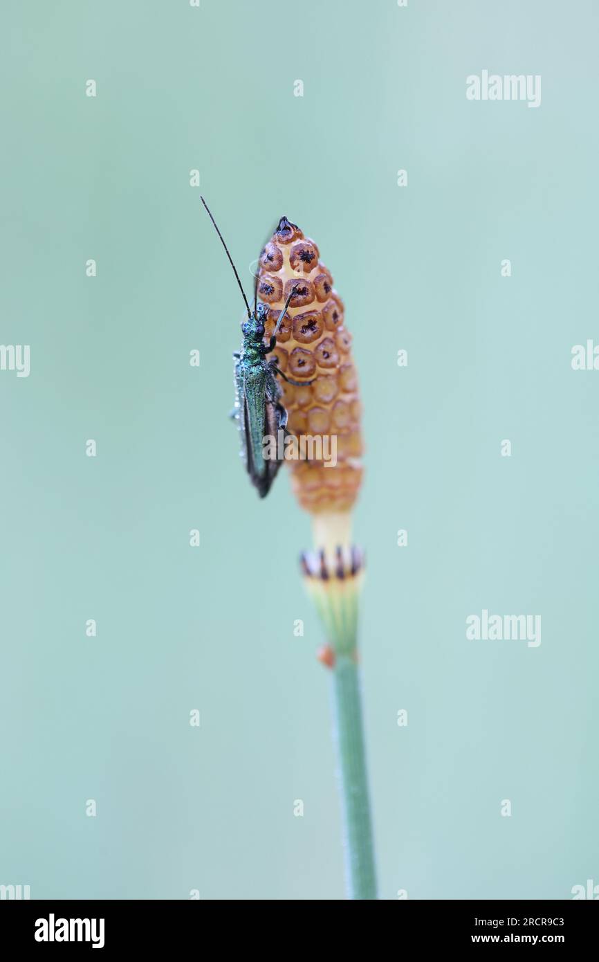scarabeo femminile con la cosce di palude in una luce soffusa e bellissima Foto Stock